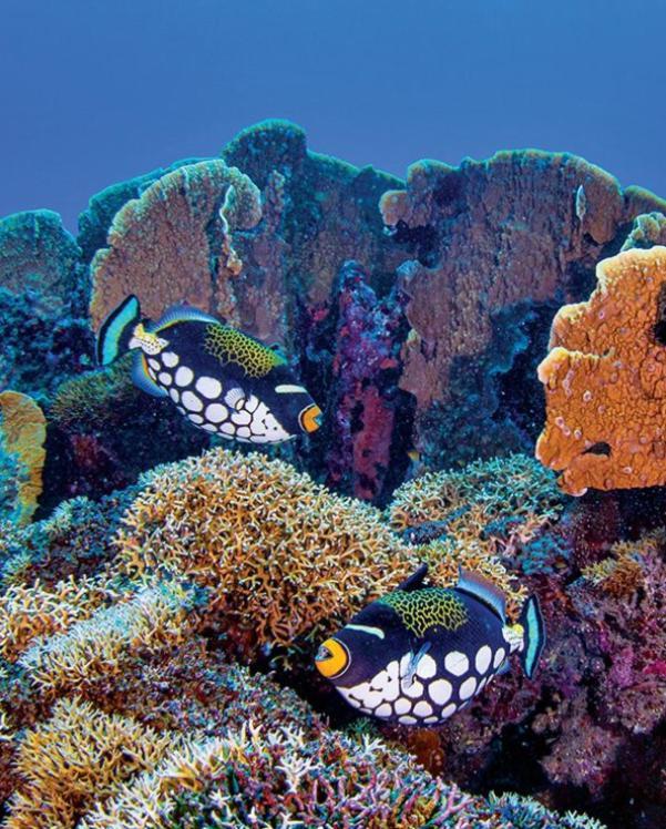 Pristine Paradise Dive Resort - Togean Islands, Una Una Pulau Unauna Zewnętrze zdjęcie